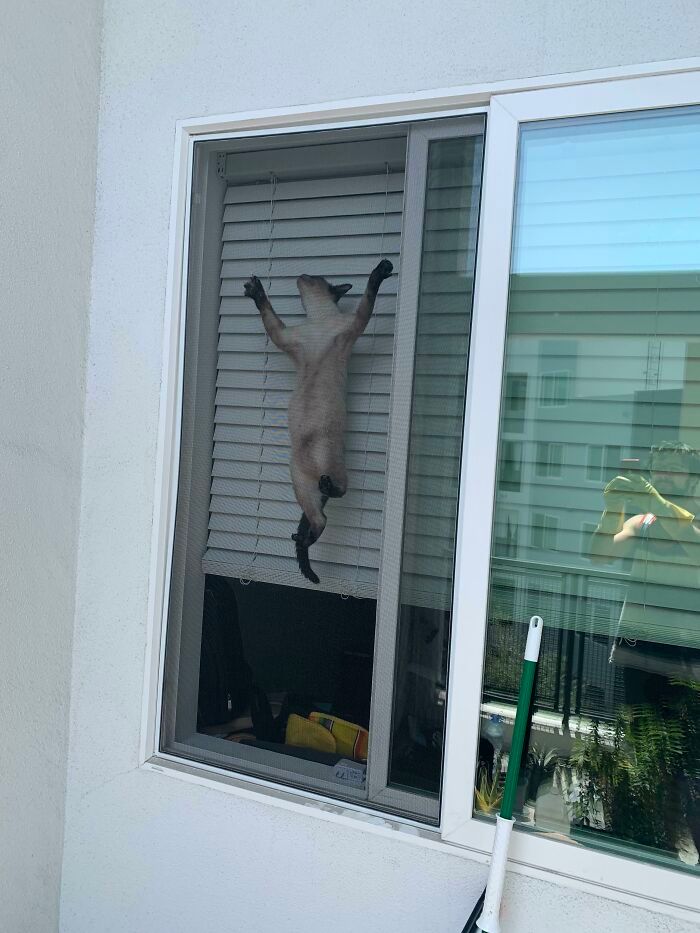 42 gatos maluquinhos com senso de humor 10