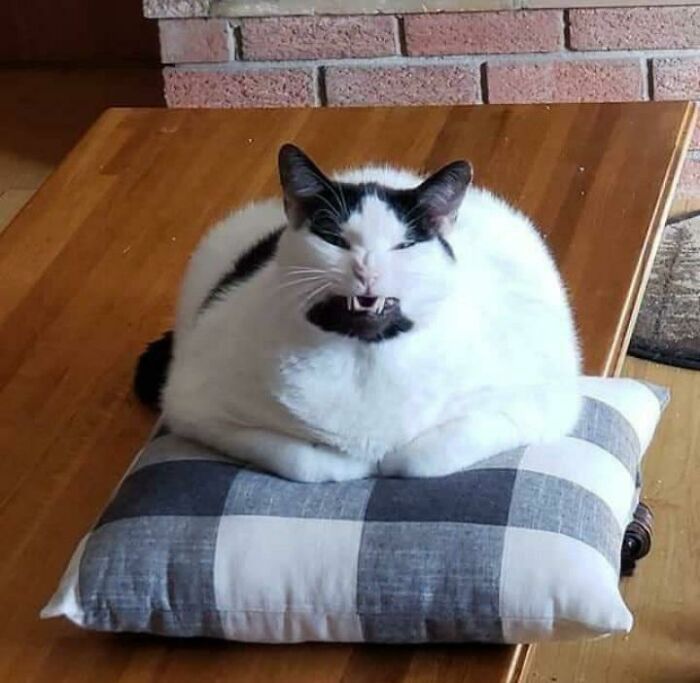 42 gatos maluquinhos com senso de humor 18