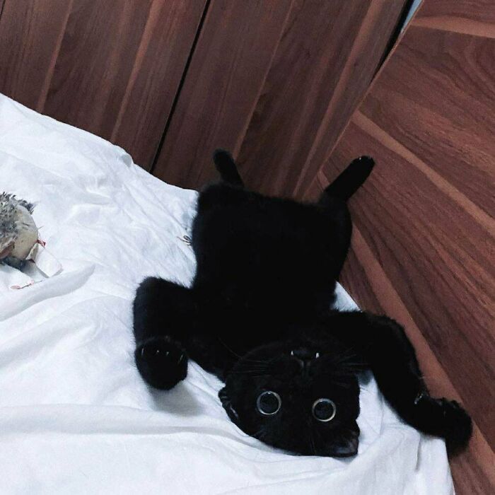 42 gatos maluquinhos com senso de humor 20