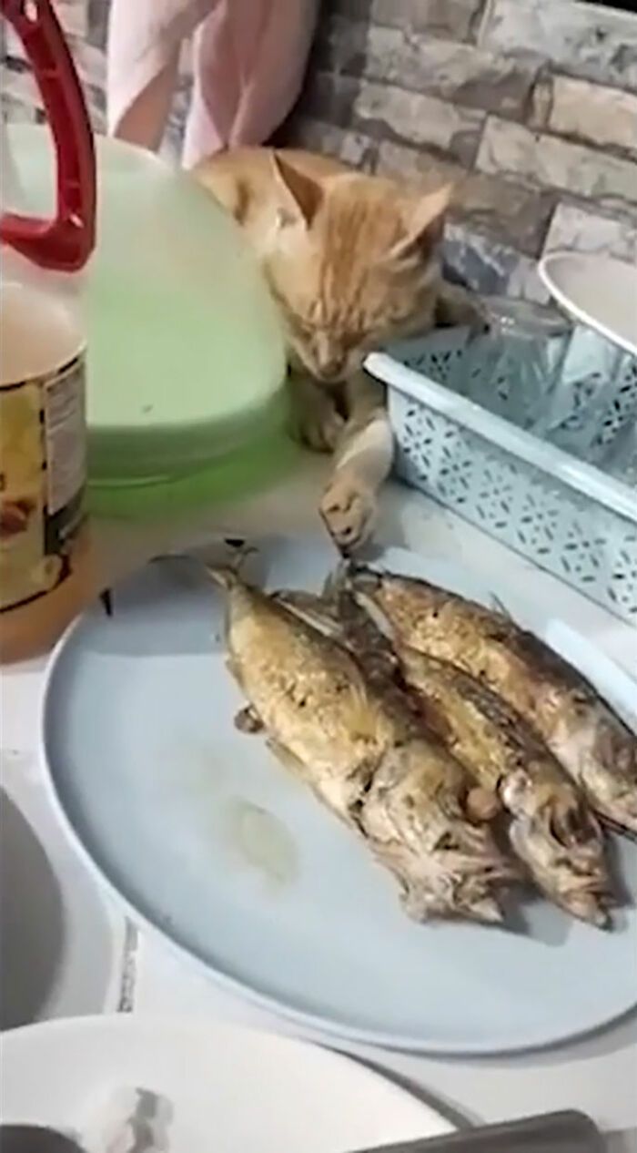 42 gatos maluquinhos com senso de humor 22