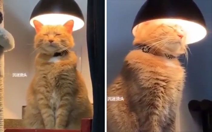 42 gatos maluquinhos com senso de humor 28