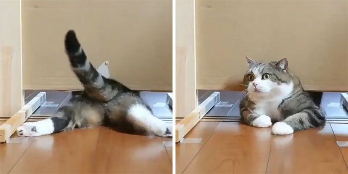42 gatos maluquinhos com senso de humor 32
