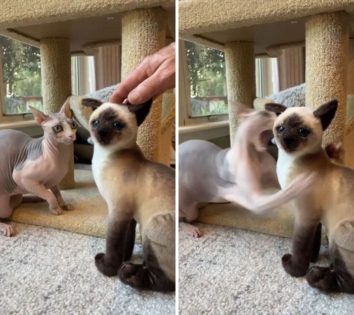 42 gatos maluquinhos com senso de humor 34