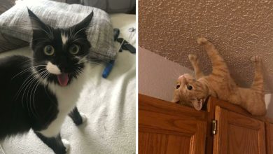 42 gatos maluquinhos com senso de humor 5
