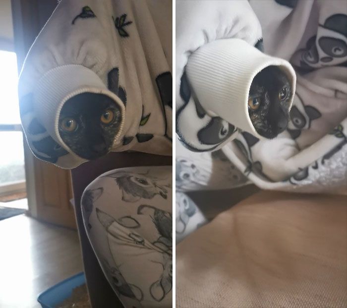 42 gatos maluquinhos com senso de humor 40