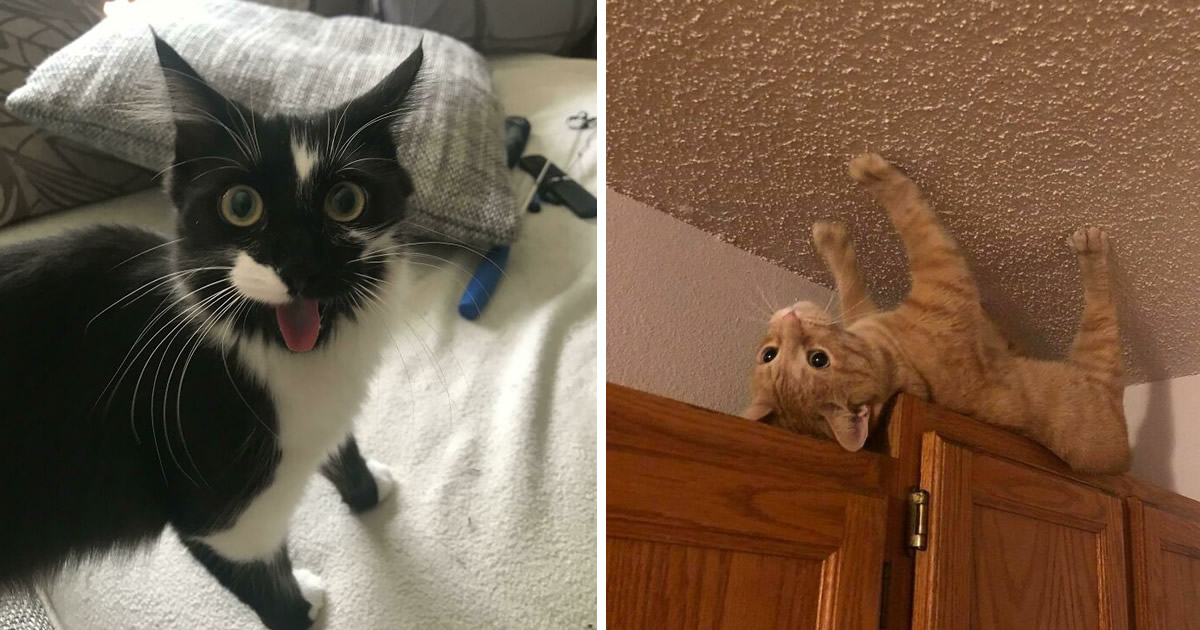 42 gatos maluquinhos com senso de humor