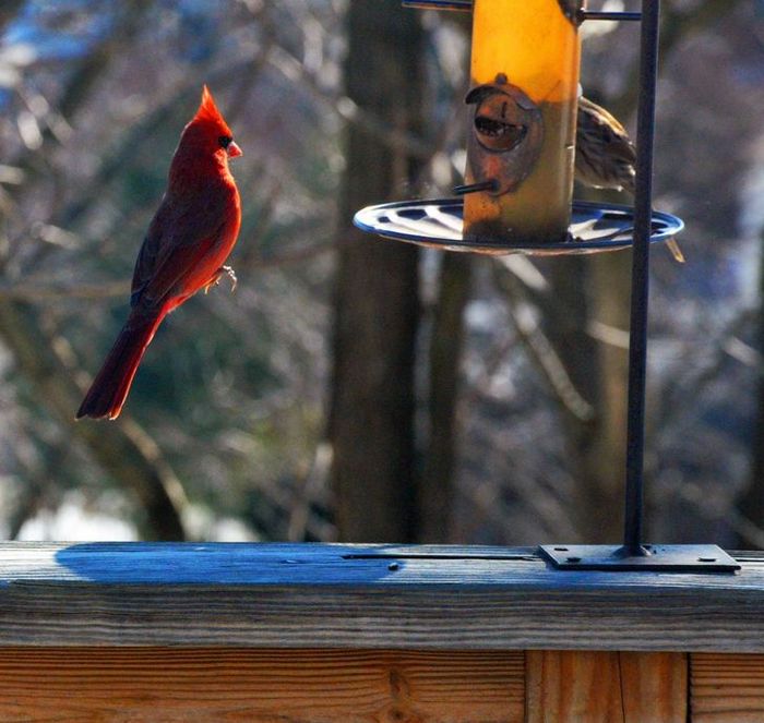 20 pessoas que tinham suas câmeras no lugar certo na hora certa 15