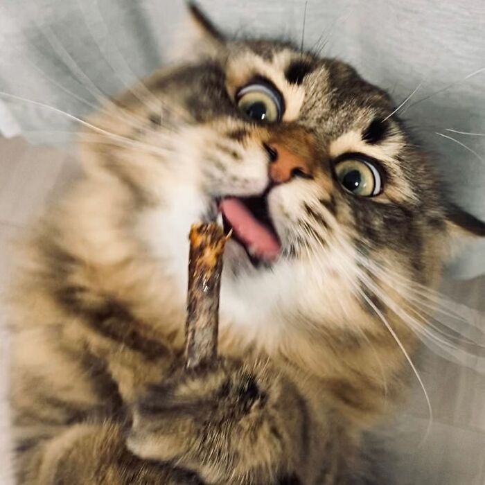 Qual é você hoje: 34 expressões faciais ​​deste gato 6