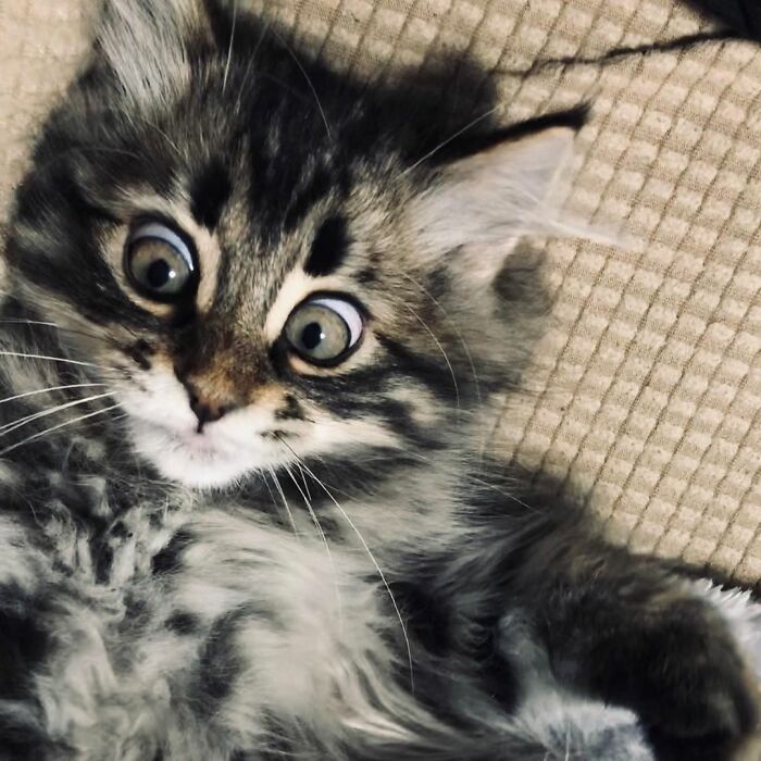 Qual é você hoje: 34 expressões faciais ​​deste gato 8