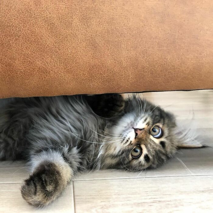 Qual é você hoje: 34 expressões faciais ​​deste gato 10