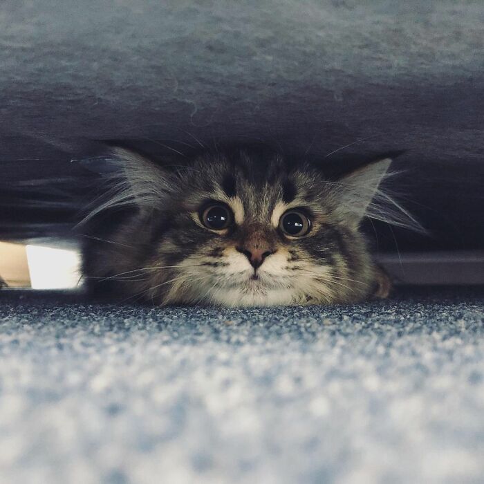 Qual é você hoje: 34 expressões faciais ​​deste gato 11