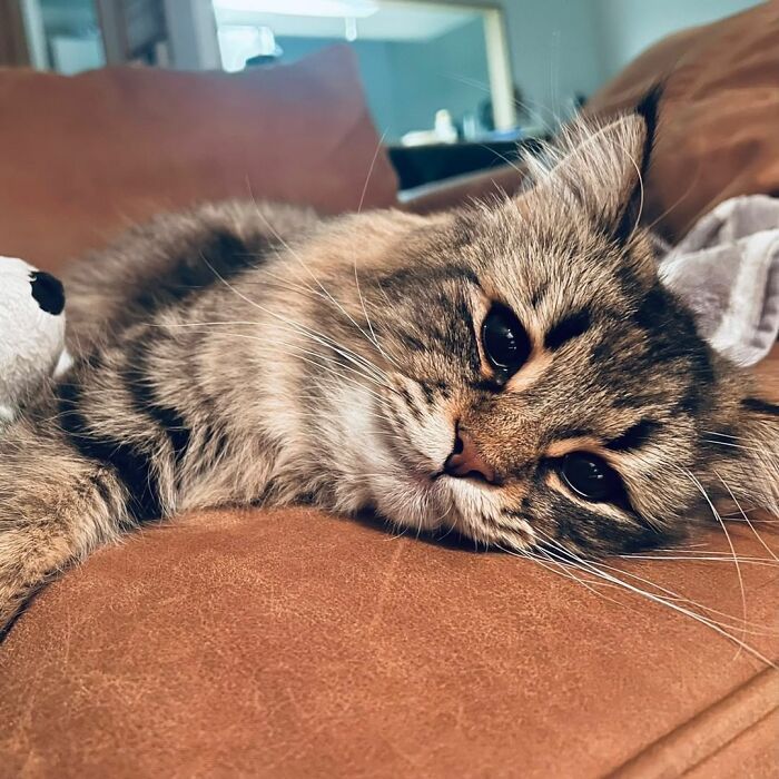 Qual é você hoje: 34 expressões faciais ​​deste gato 15