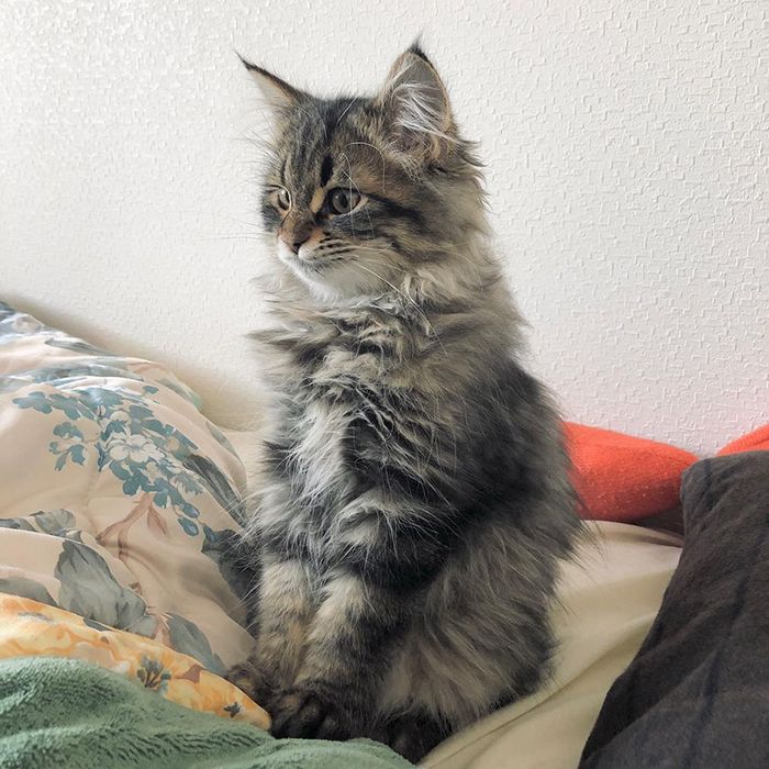 Qual é você hoje: 34 expressões faciais ​​deste gato 16