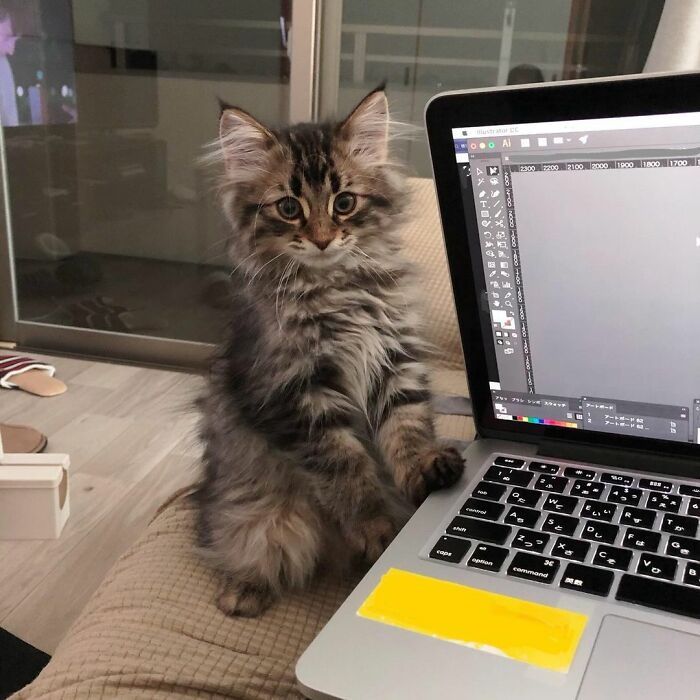 Qual é você hoje: 34 expressões faciais ​​deste gato 17