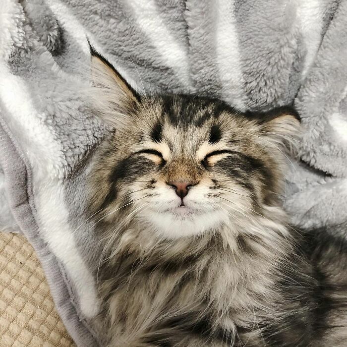 Qual é você hoje: 34 expressões faciais ​​deste gato 18