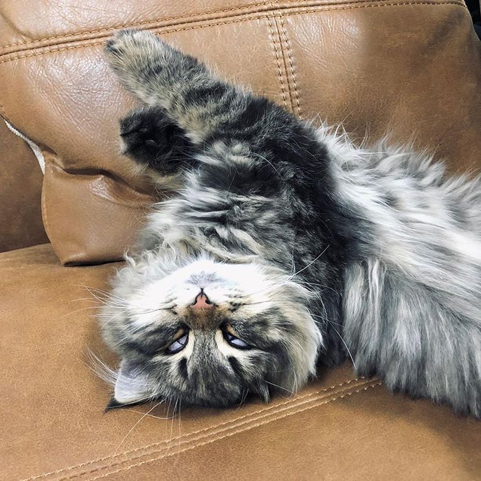 Qual é você hoje: 34 expressões faciais ​​deste gato 22