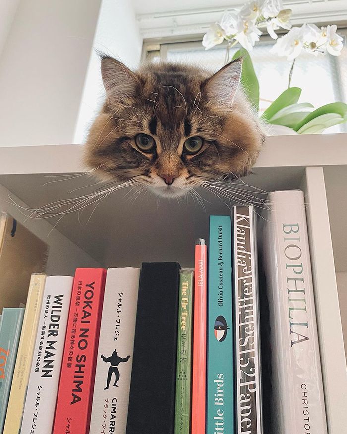 Qual é você hoje: 34 expressões faciais ​​deste gato 26