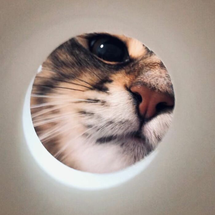 Qual é você hoje: 34 expressões faciais ​​deste gato 32