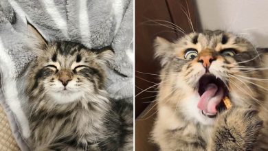 Qual é você hoje: 34 expressões faciais ​​deste gato 1