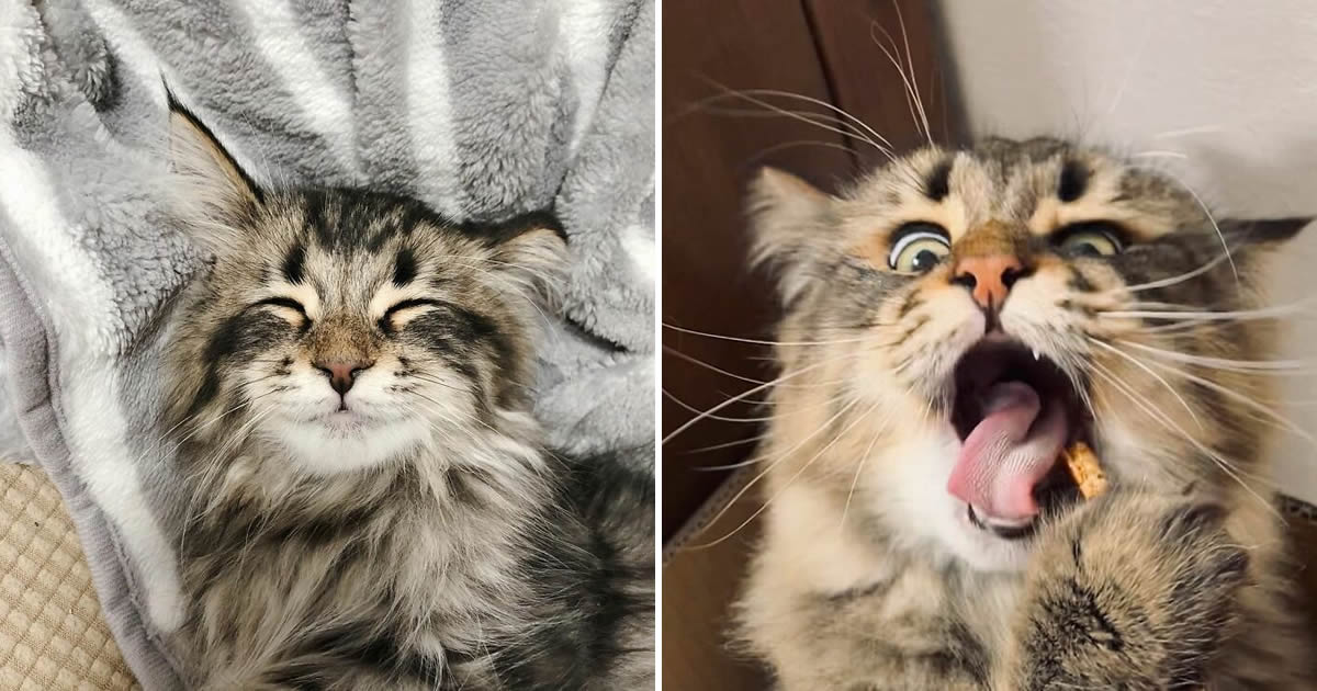 Qual é você hoje: 34 expressões faciais ​​deste gato