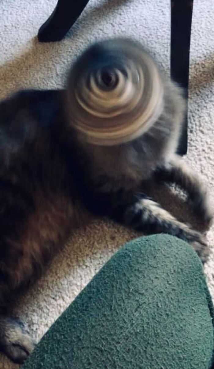 37 animais com aura ameaçadora dizendo que é melhor dar o fora 10