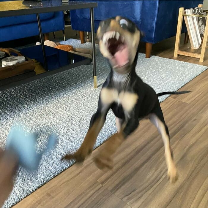 37 animais com aura ameaçadora dizendo que é melhor dar o fora 15