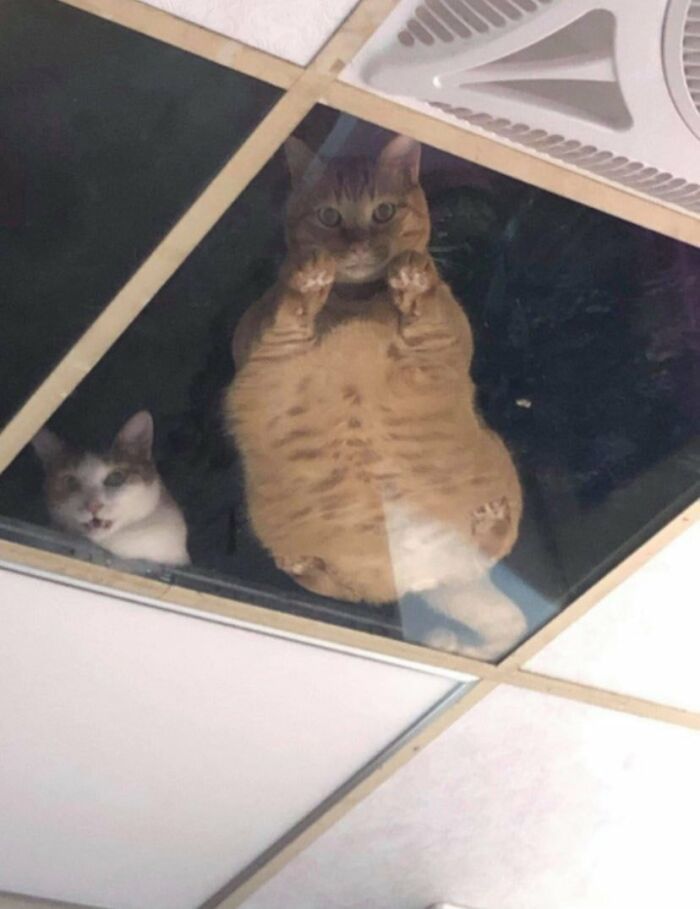 37 animais com aura ameaçadora dizendo que é melhor dar o fora 31