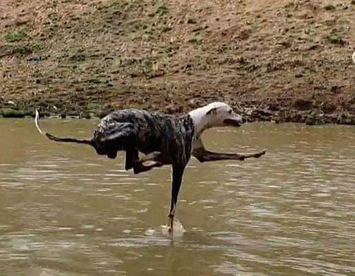 37 animais com aura ameaçadora dizendo que é melhor dar o fora 35