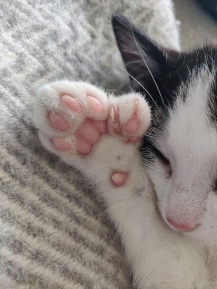 26 animais de estimação que tem características únicas 3