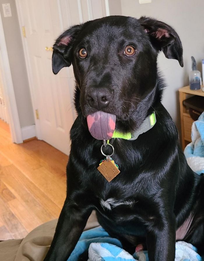 26 animais de estimação que tem características únicas 4