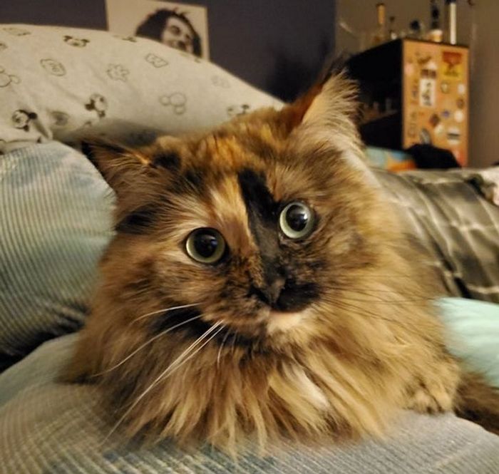 26 animais de estimação que tem características únicas 5