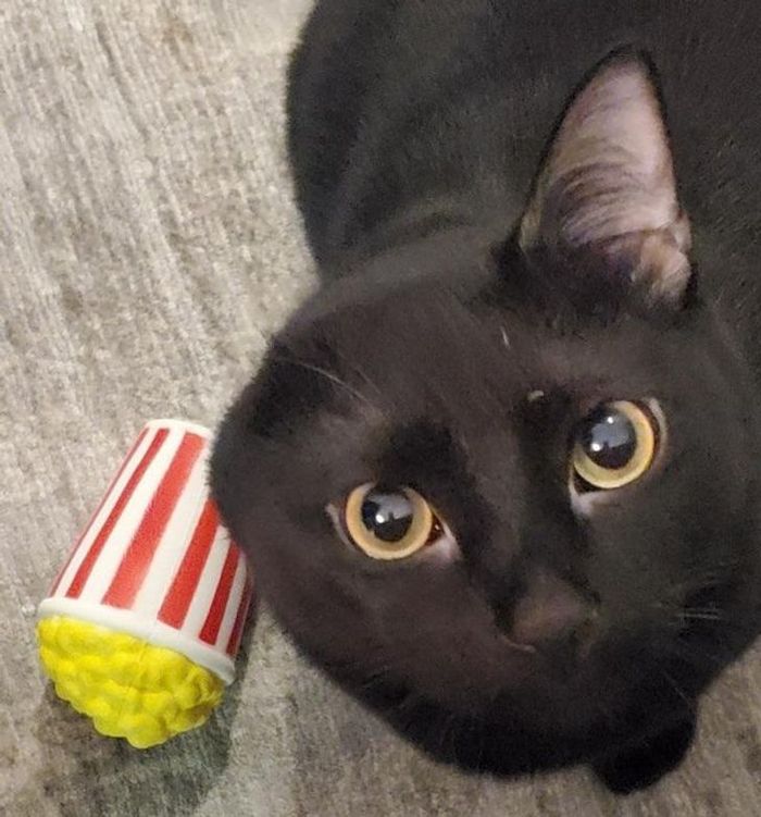 26 animais de estimação que tem características únicas 6