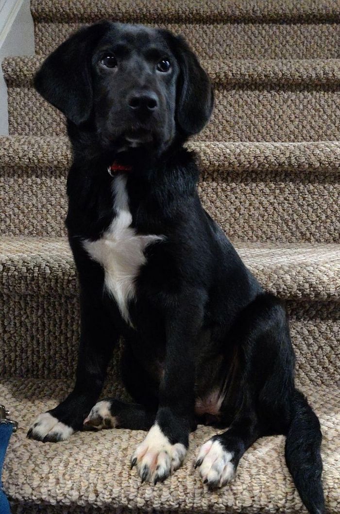 26 animais de estimação que tem características únicas 7