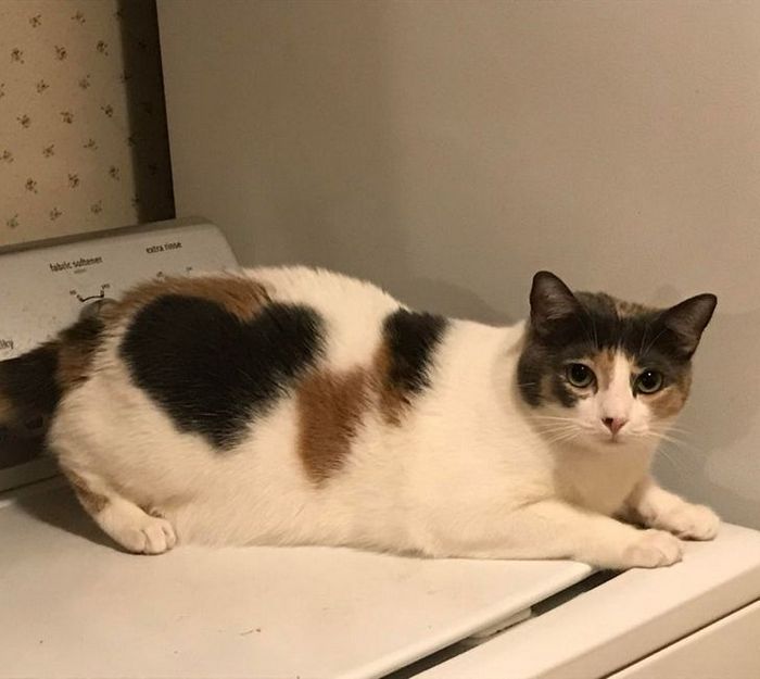 26 animais de estimação que tem características únicas 8