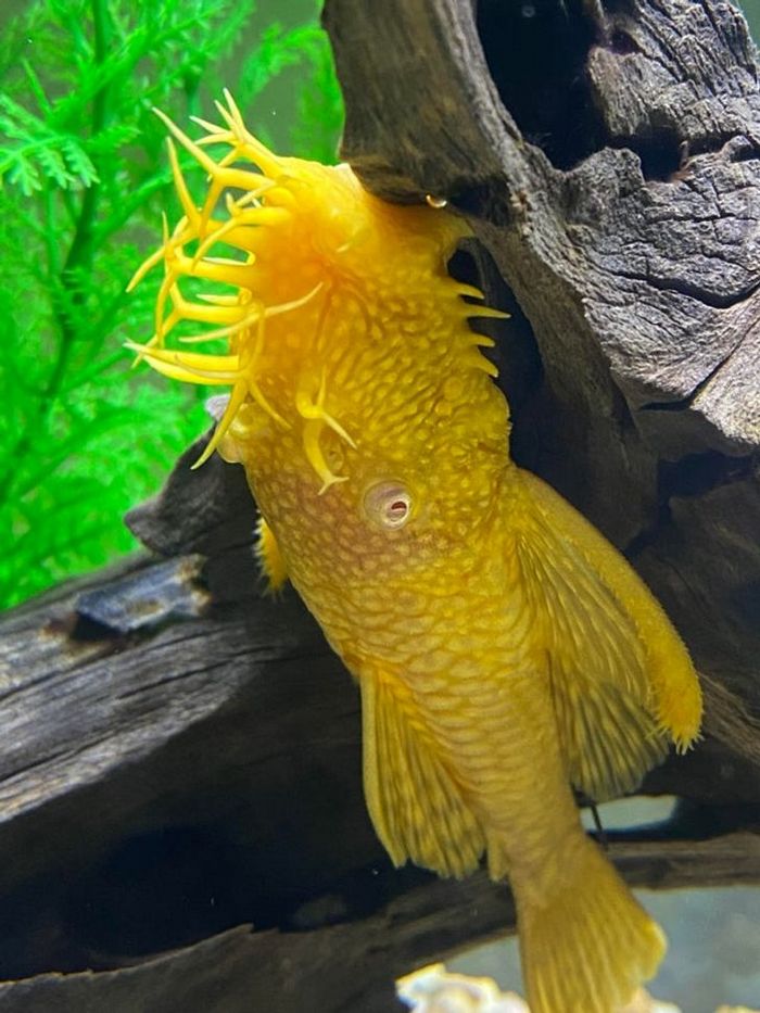 26 animais de estimação que tem características únicas 9