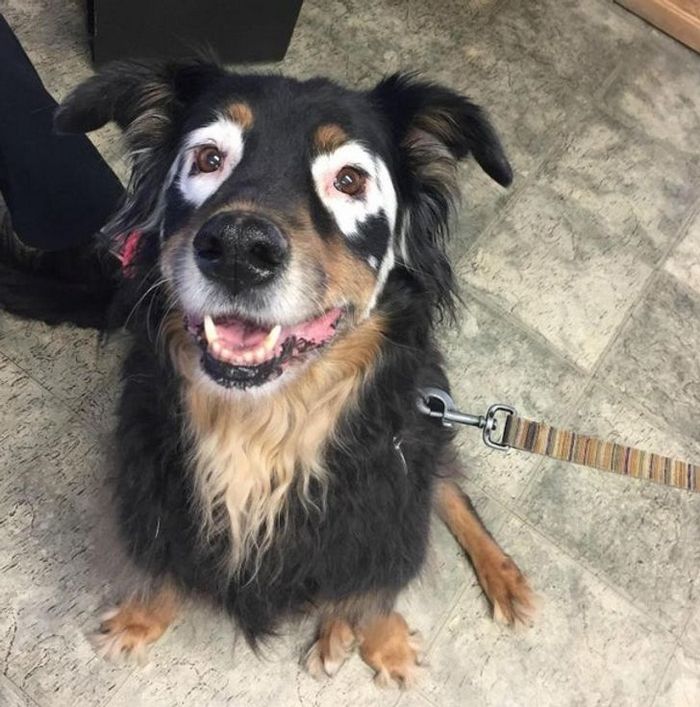 26 animais de estimação que tem características únicas 10