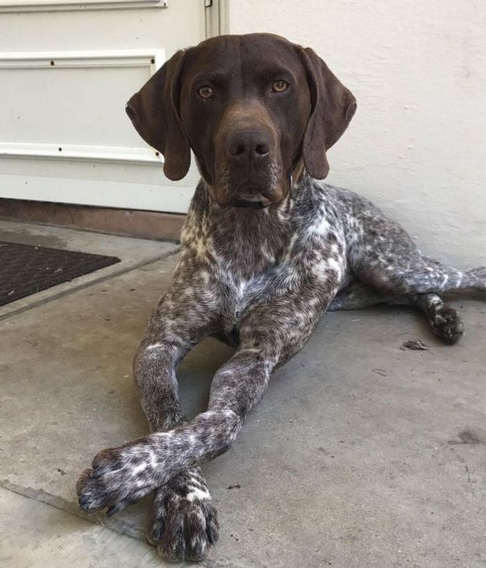 26 animais de estimação que tem características únicas 11