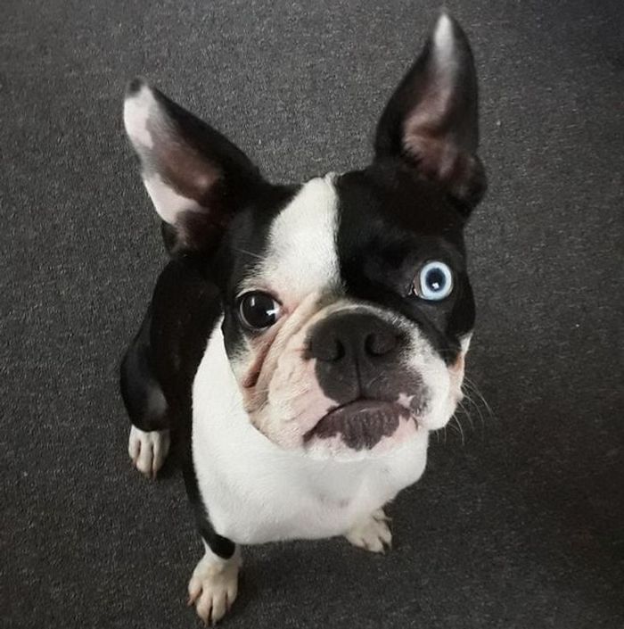 26 animais de estimação que tem características únicas 12