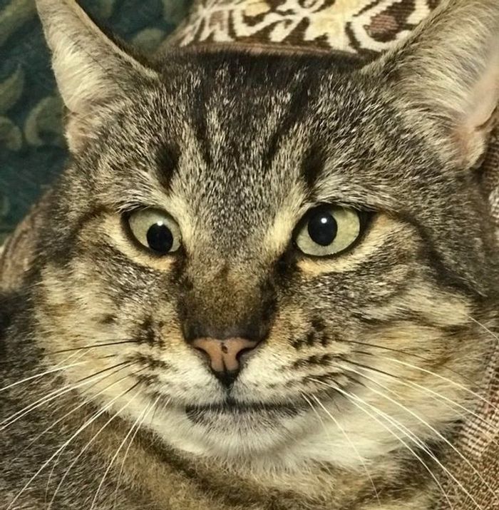 26 animais de estimação que tem características únicas 14