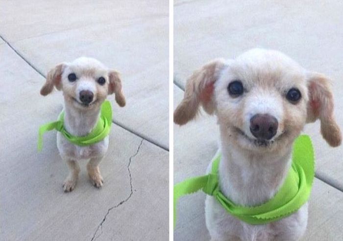 26 animais de estimação que tem características únicas 16