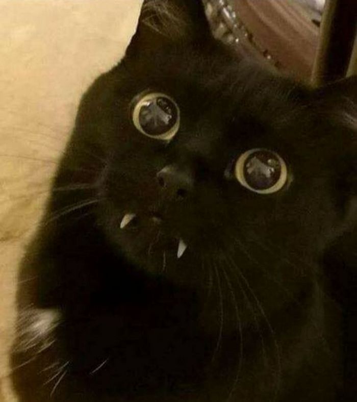 26 animais de estimação que tem características únicas 22