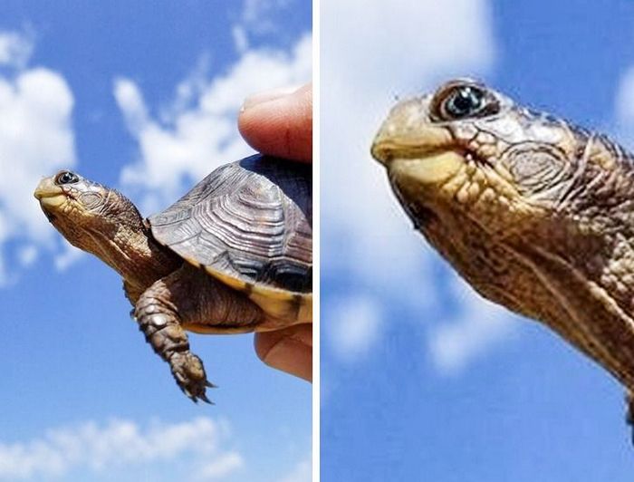 26 animais de estimação que tem características únicas 23