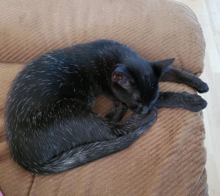 26 animais de estimação que tem características únicas 24