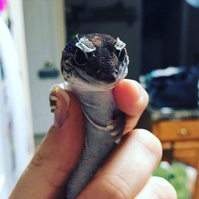 26 animais de estimação que tem características únicas 25