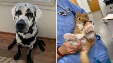 26 animais de estimação que tem características únicas 32