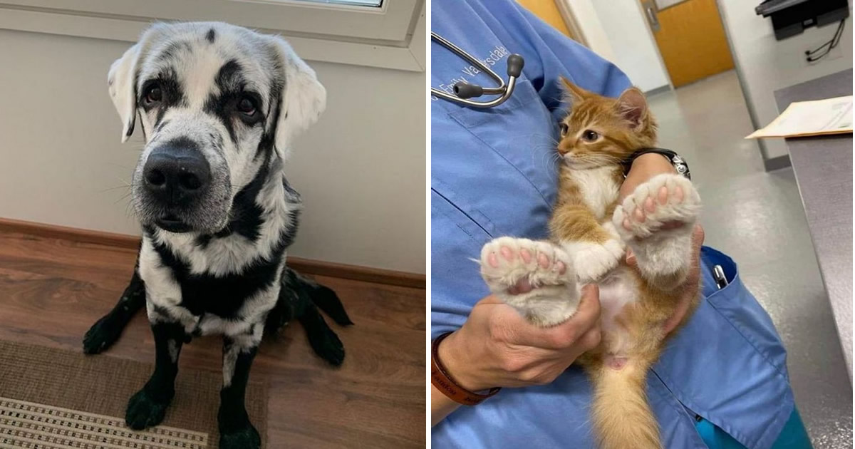 26 animais de estimação que tem características únicas