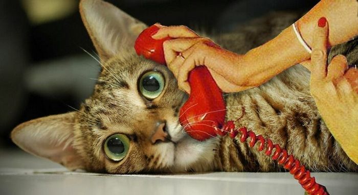 Aqui estão 32 montagem de fotos malucas de um artista turco 8