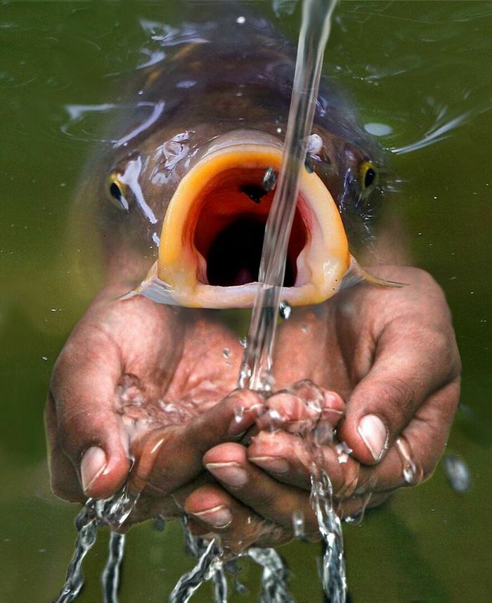 Aqui estão 32 montagem de fotos malucas de um artista turco 9