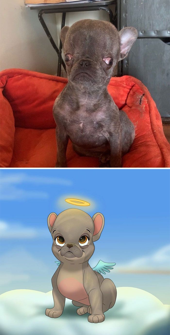 As pessoas enviam fotos de seus animais de estimação para este artista (45 fotos) 19