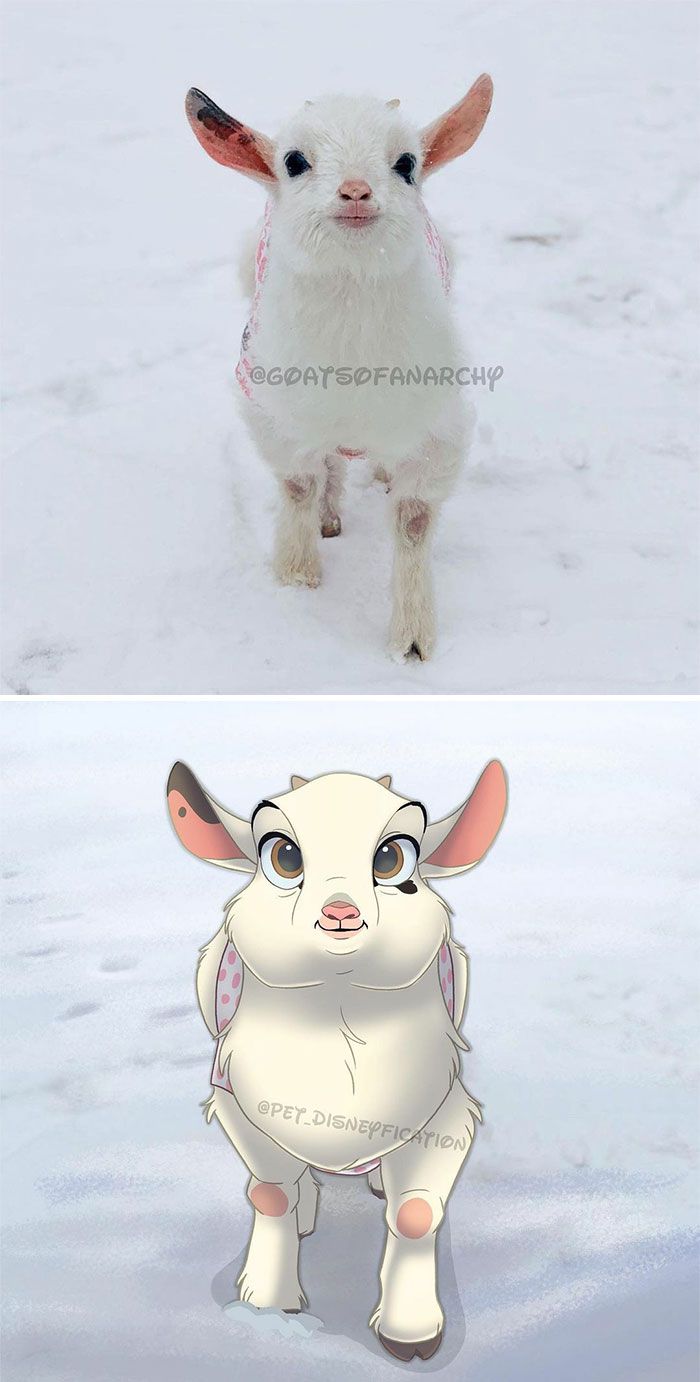 As pessoas enviam fotos de seus animais de estimação para este artista (45 fotos) 27